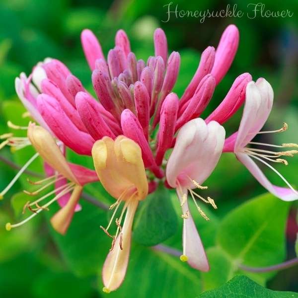 honeysuckle flower meaning