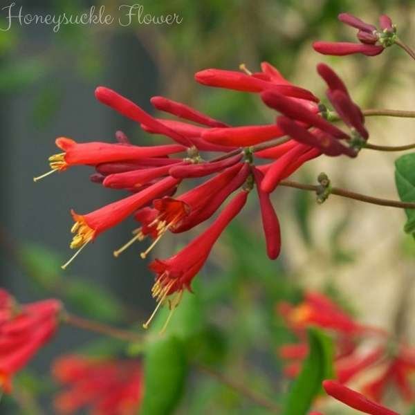honeysuckle flower meaning