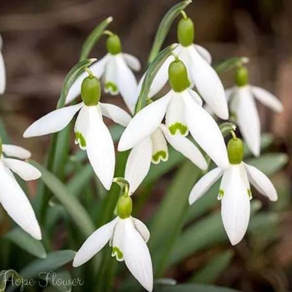 hope flower meaning