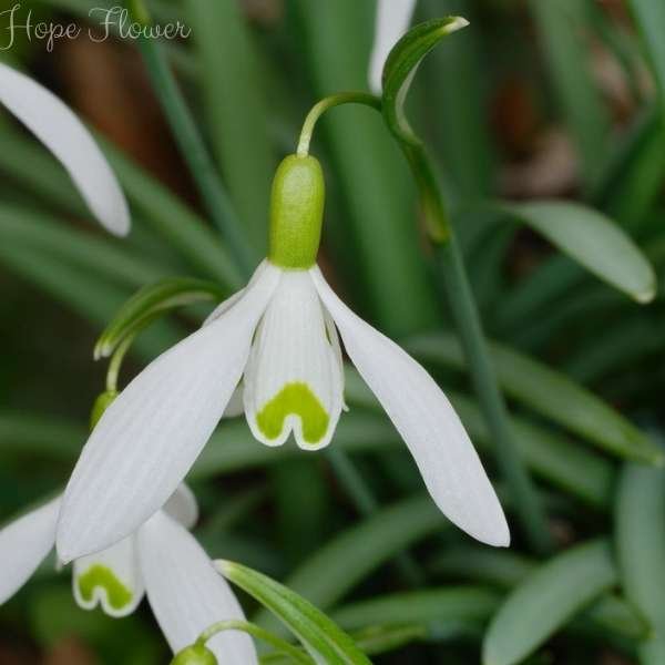 hope flower meaning
