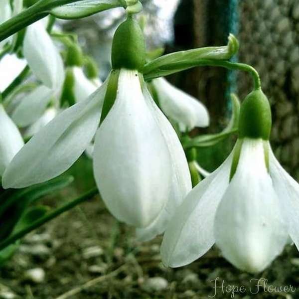 hope flower meaning