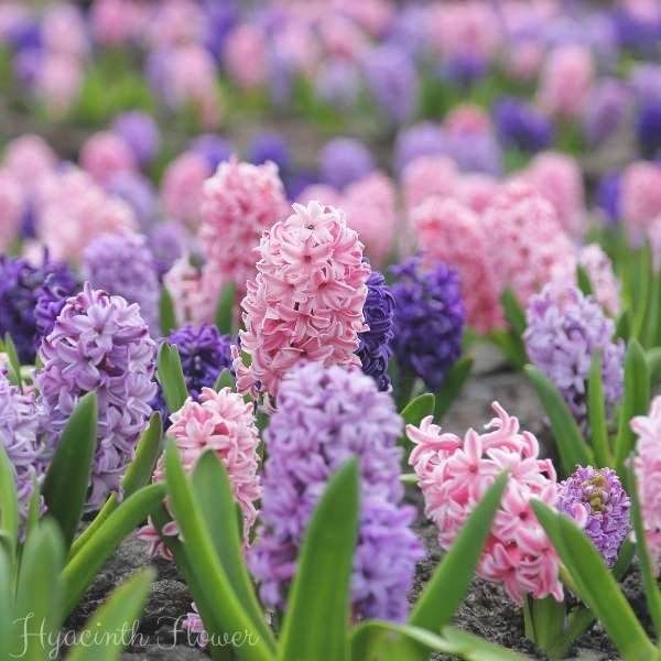 hyacinth flower meaning