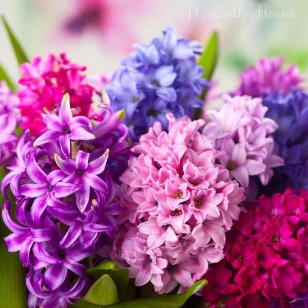 hyacinth flower meaning
