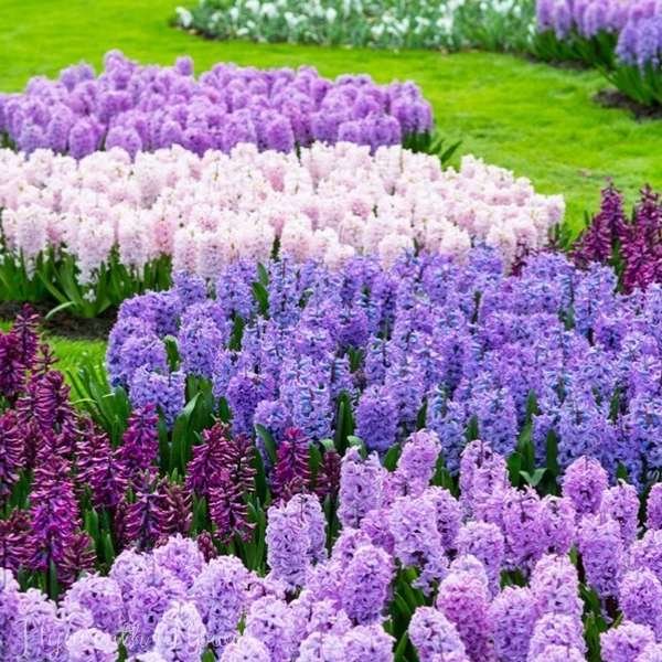 hyacinth flower meaning