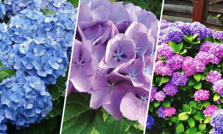 hydrangea flower meaning