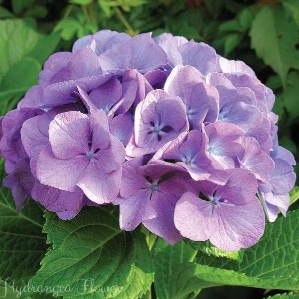 hydrangea flower meaning