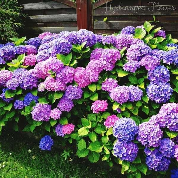 hydrangea flower meaning
