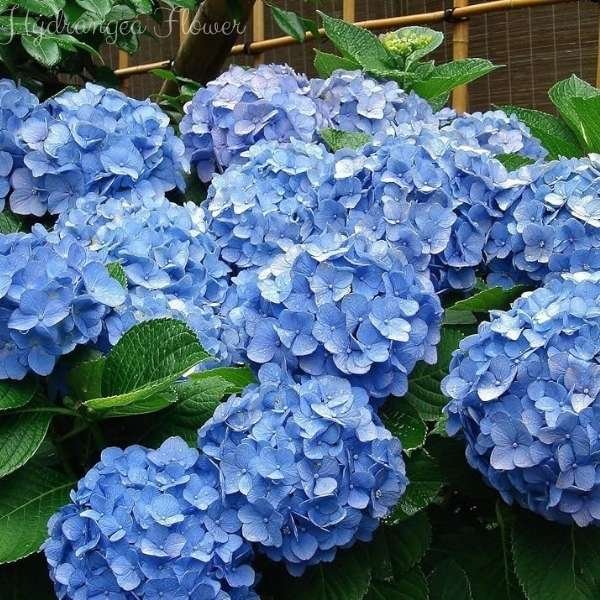hydrangea flower meaning