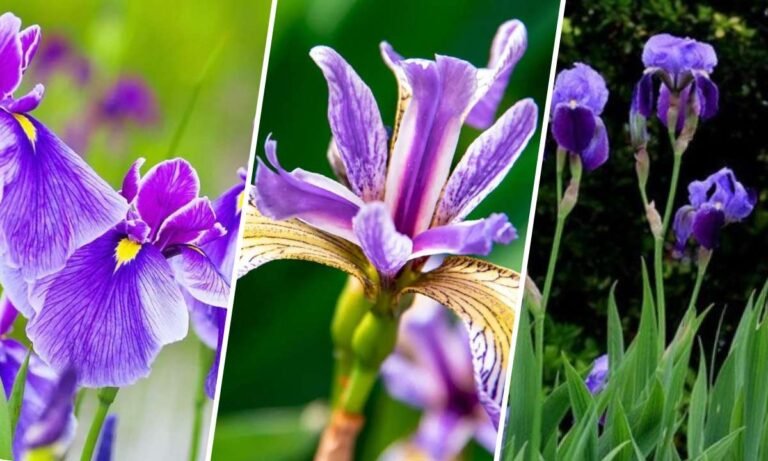 iris flower meaning