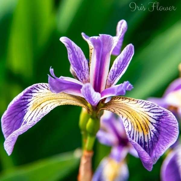 iris flower meaning