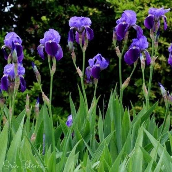 iris flower meaning