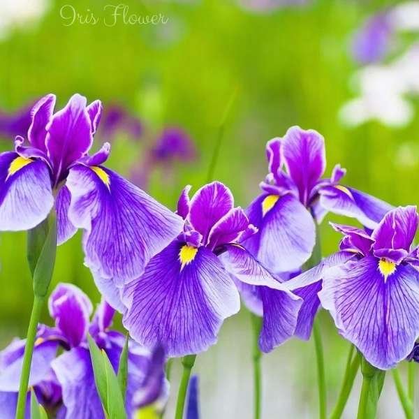 iris flower meaning