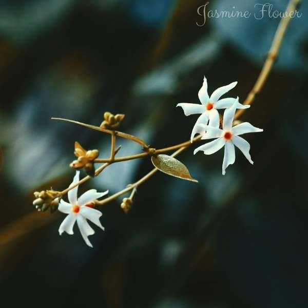 jasmine flower meaning