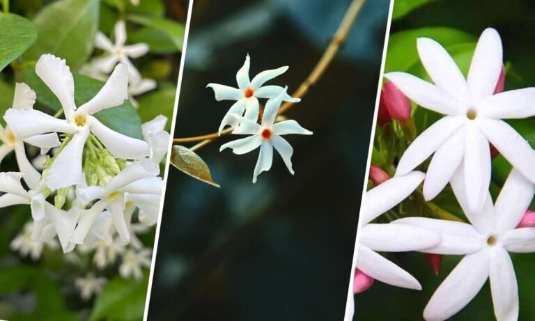 jasmine flower meaning