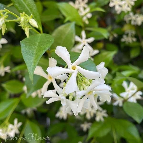 jasmine flower meaning