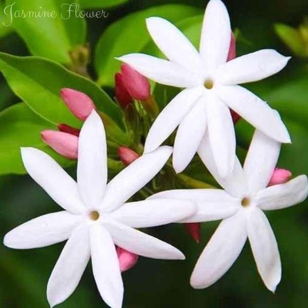 jasmine flower meaning