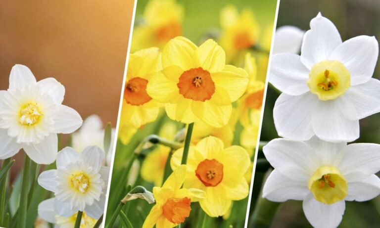 jonquil flower meaning
