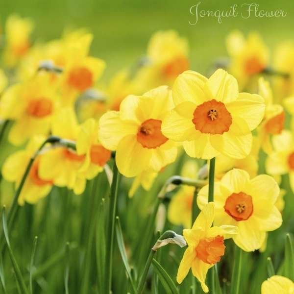jonquil flower meaning