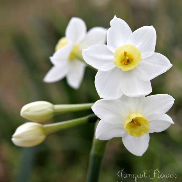 jonquil flower meaning