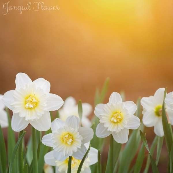 jonquil flower meaning