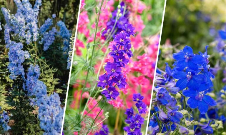 larkspur flower meaning