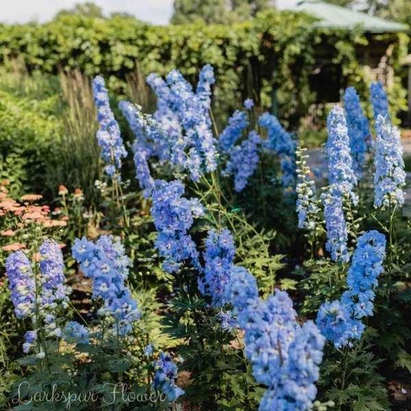 larkspur flower meaning