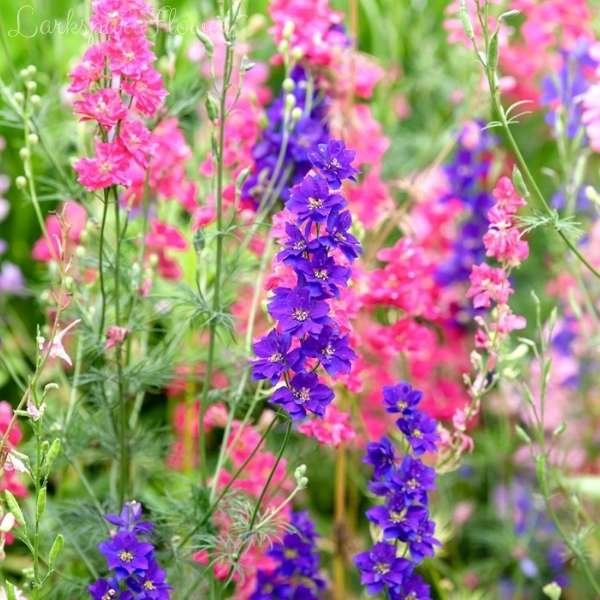 larkspur flower meaning