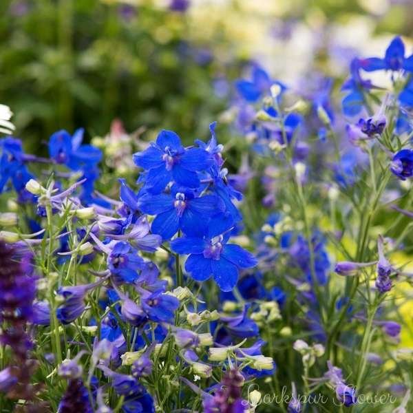 larkspur flower meaning