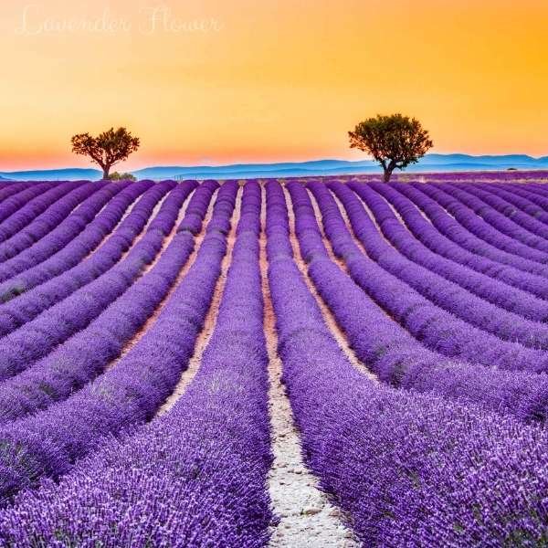 lavender flower meaning