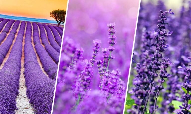 lavender flower meaning