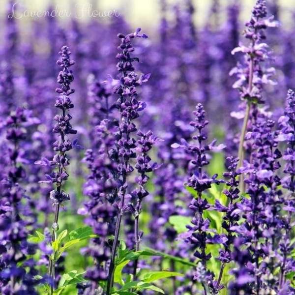 lavender flower meaning