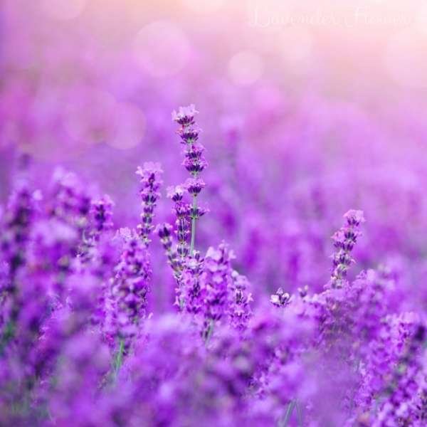 lavender flower meaning
