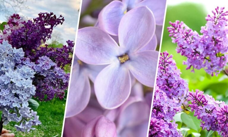 lilac flower meaning