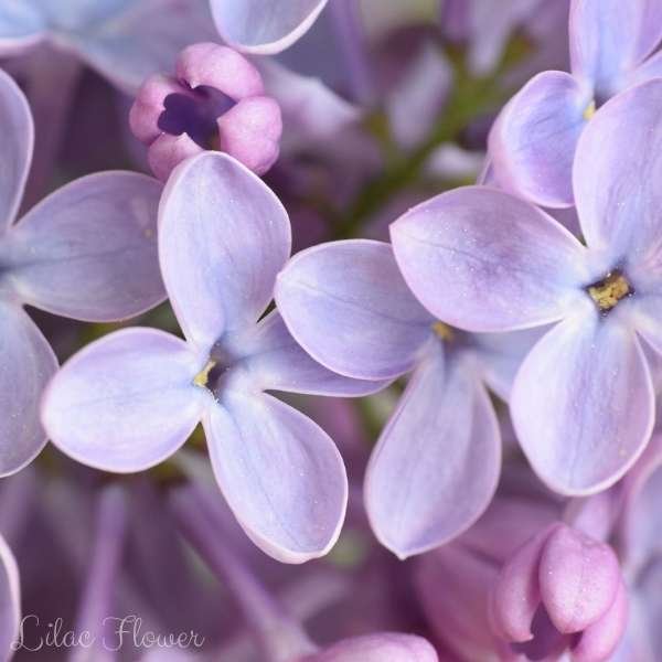 lilac flower meaning