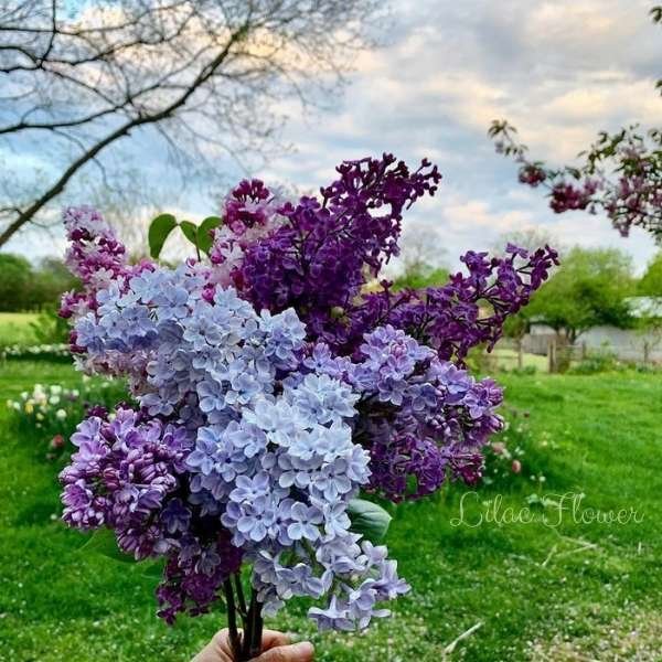 lilac flower meaning
