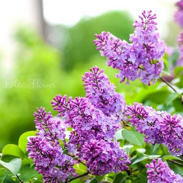 lilac flower meaning