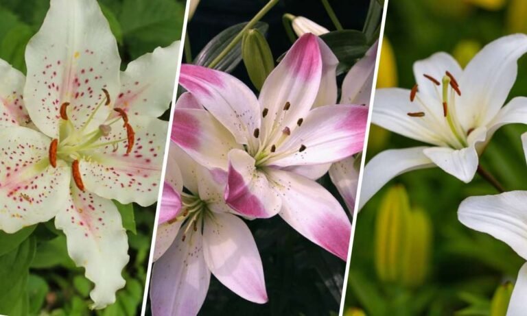 lily flower meaning