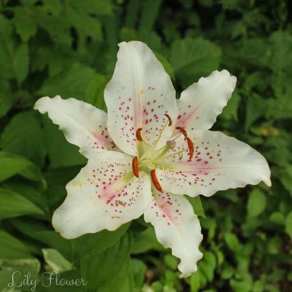 lily flower meaning