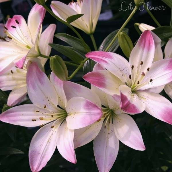 lily flower meaning