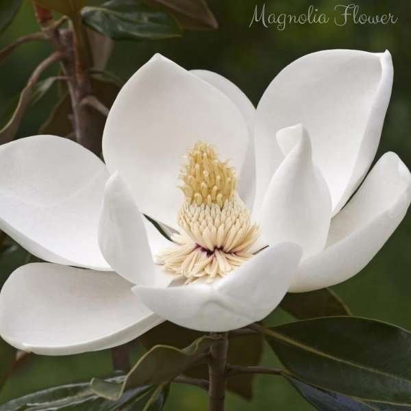 magnolia flower meaning