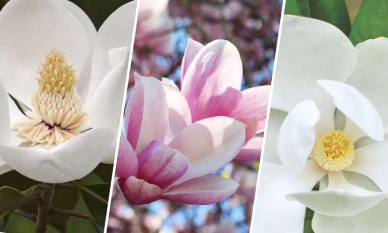 magnolia flower meaning