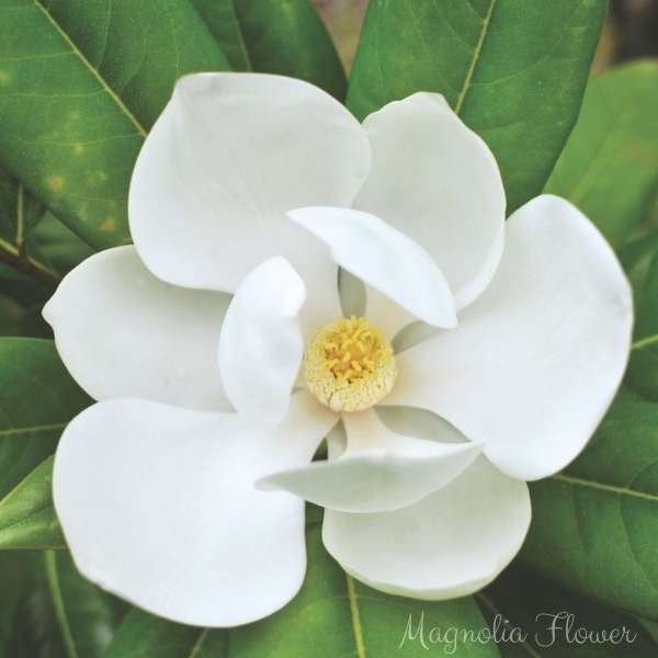 magnolia flower meaning