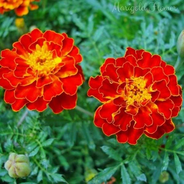 marigold flower meaning