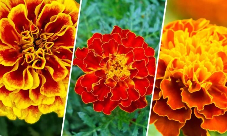 marigold flower meaning