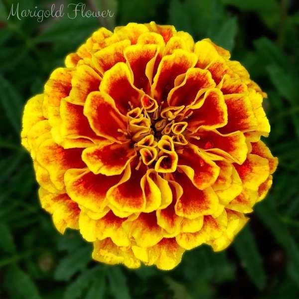marigold flower meaning
