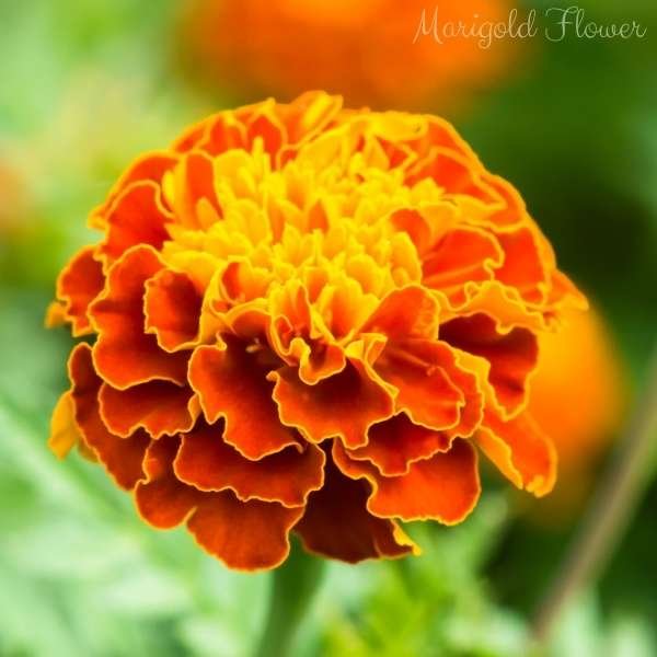 marigold flower meaning