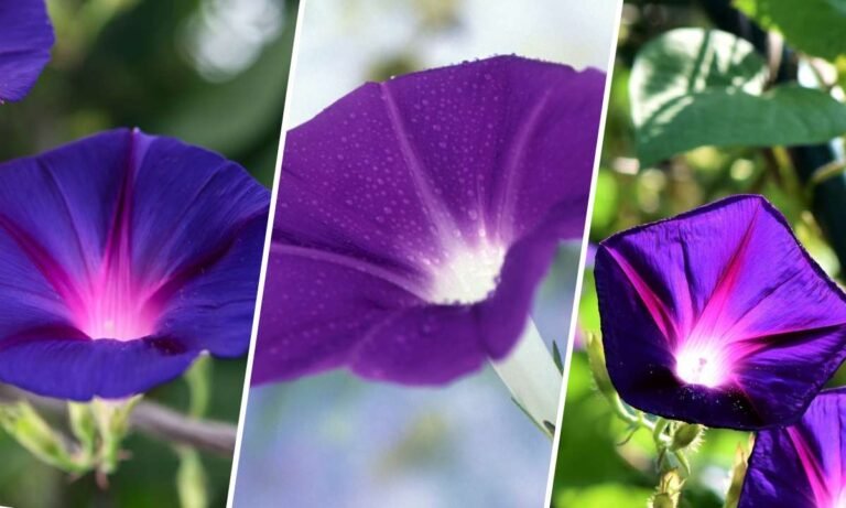 morning glory flower meaning