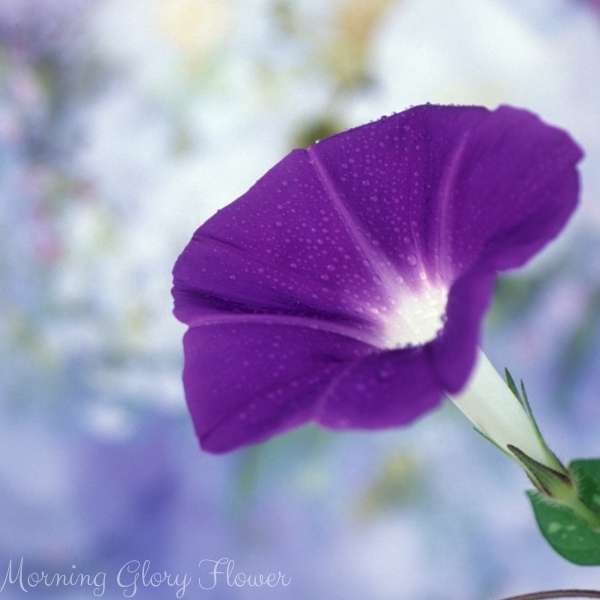 morning glory flower meaning