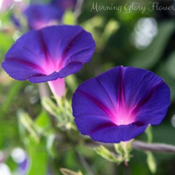 morning glory flower meaning