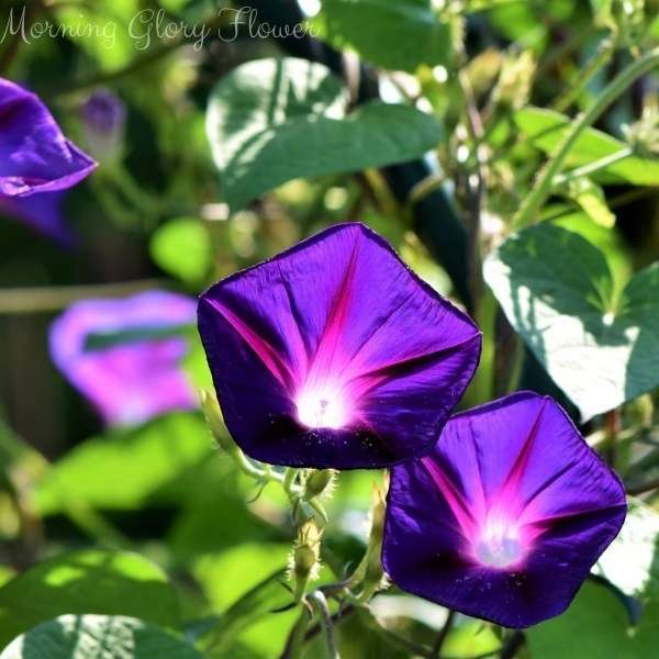 morning glory flower meaning